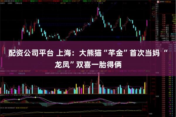 配资公司平台 上海：大熊猫“芊金”首次当妈 “龙凤”双喜一胎得俩